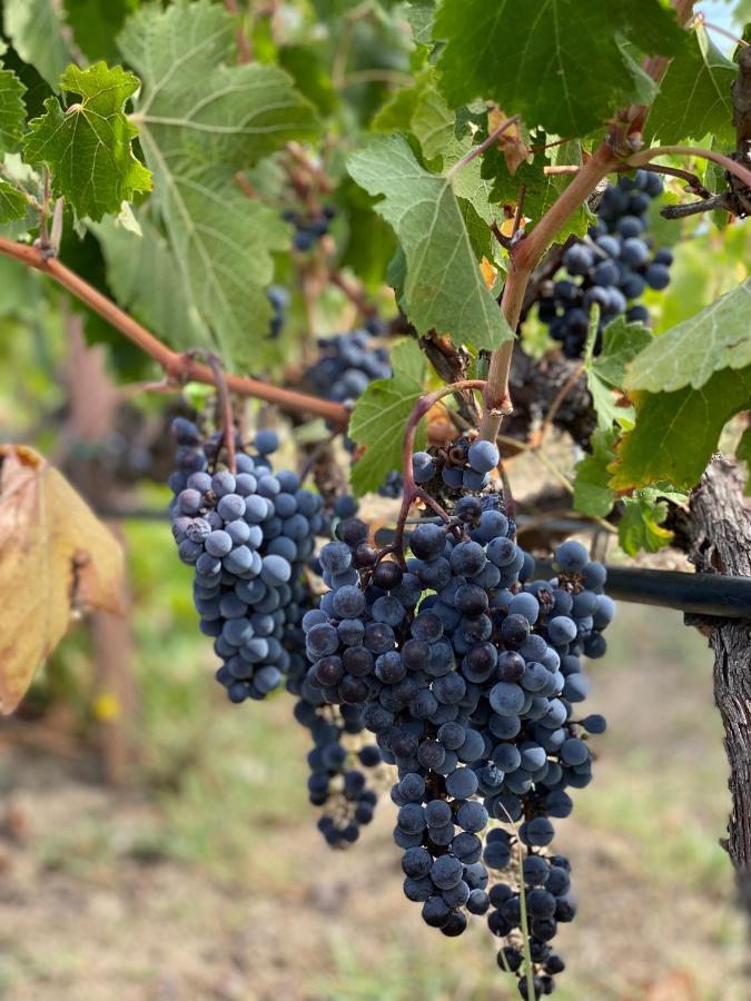 Trie Vineyard Cottage Grevena Bagian luar foto